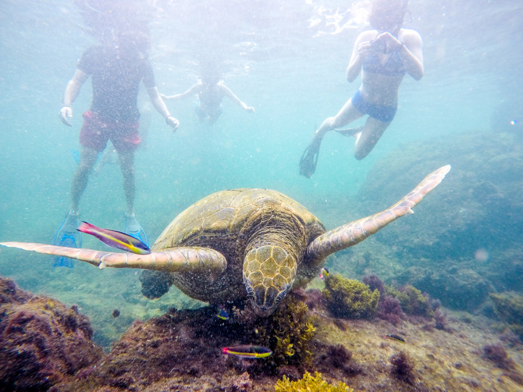 Galapagos | Spectacular Snorkeling at Los Tuneles - Bold Travel