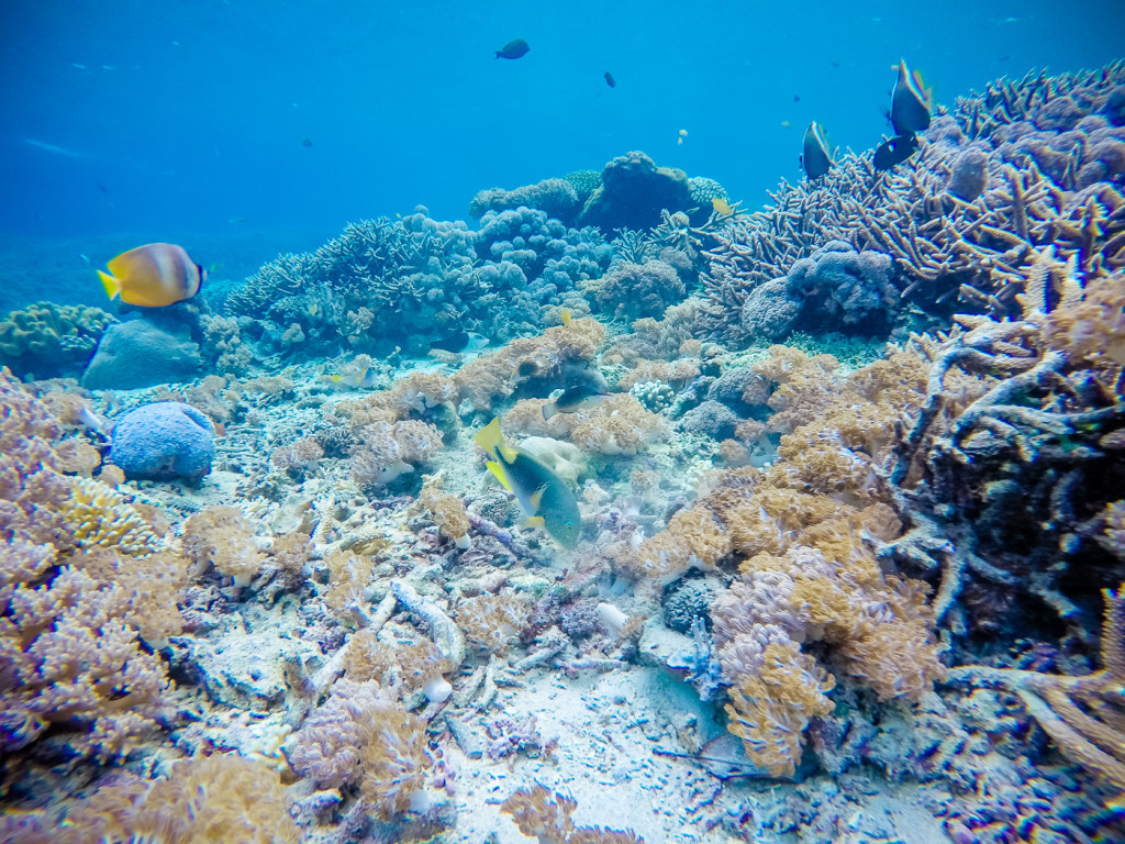 Manta Ray Snorkeling On Nusa Lembongan Bold Travel