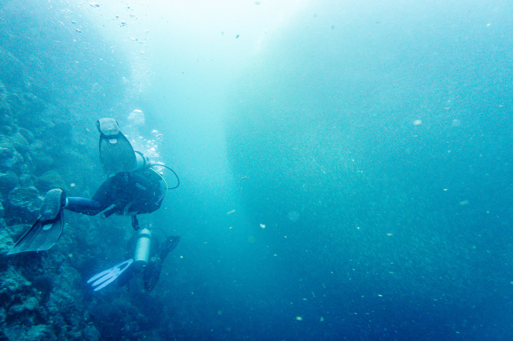 Swimming with 1 Million Sardines in Moalboal - Bold Travel