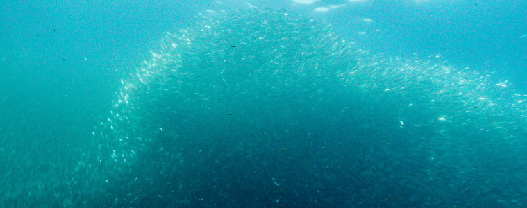 Completing the Moalboal Sardine Run while diving the Philippines