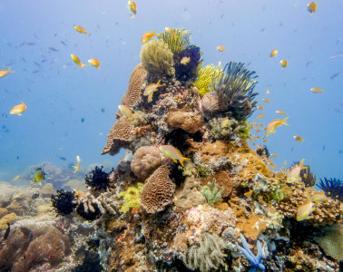 Beautiful corals of Apo Island off of Dauin in the Philippines