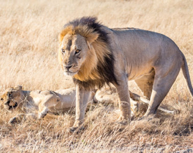 The mighty lions of Chobe National Park Savute